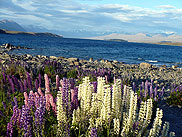 Lake Tekapo