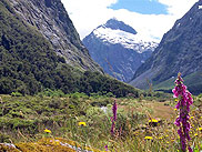 Way to Milford Sound