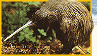 Neuseeland Kiwi