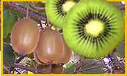 Neuseeland Kiwi